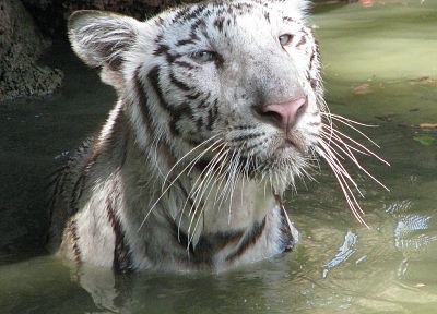 animals, tigers, white tiger - random desktop wallpaper