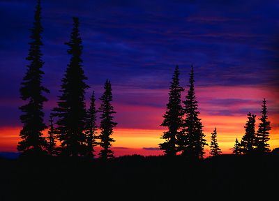 sunset, landscapes, trees - random desktop wallpaper