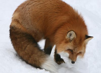 winter, snow, animals, foxes - related desktop wallpaper