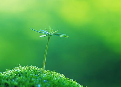 green, close-up, nature, plants, macro - desktop wallpaper
