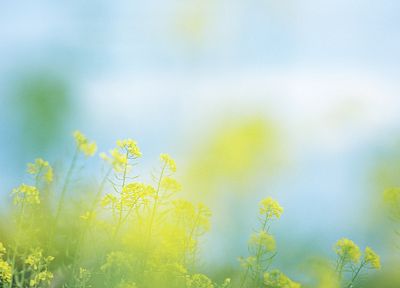 light, nature, flowers - desktop wallpaper