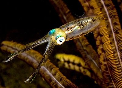 animals, fish, squid - related desktop wallpaper