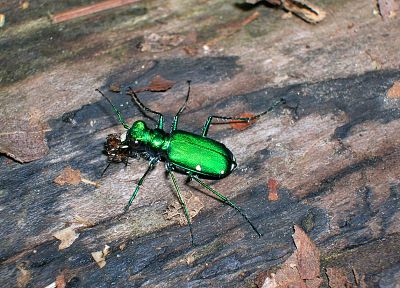 beetles, iridescence - desktop wallpaper