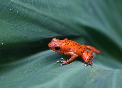 animals, leaves, frogs, amphibians, Poison Dart Frogs - related desktop wallpaper