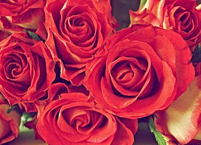 flowers, roses - random desktop wallpaper
