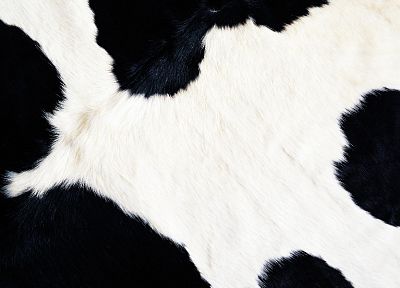 animals, fur, textures, cows - desktop wallpaper