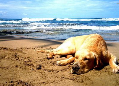 sand, dogs, Labrador Retriever, sea, beaches - random desktop wallpaper