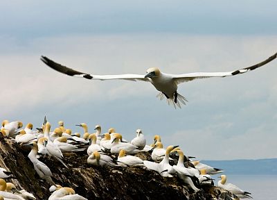birds, gannets - desktop wallpaper
