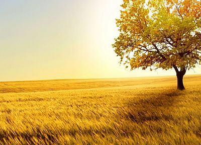 nature, trees, wheat - related desktop wallpaper