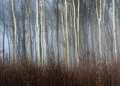 trees, autumn, forests, mist - related desktop wallpaper