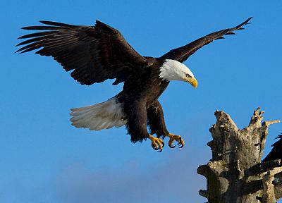 birds, wildlife, eagles, bald eagles - random desktop wallpaper