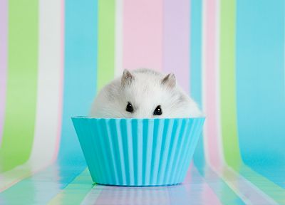 hamsters, muffins - desktop wallpaper