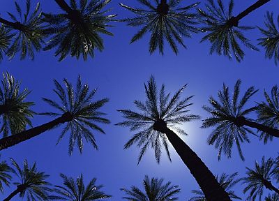 California, palm trees - random desktop wallpaper