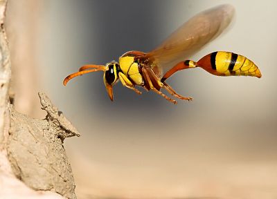 nature, wasp - related desktop wallpaper