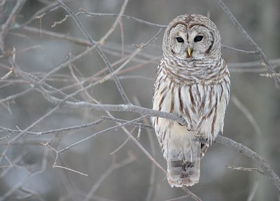 birds, white owl - random desktop wallpaper