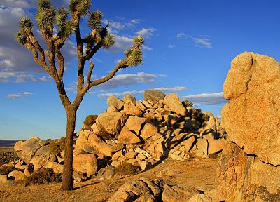 Mojave Desert, joshua tree - desktop wallpaper