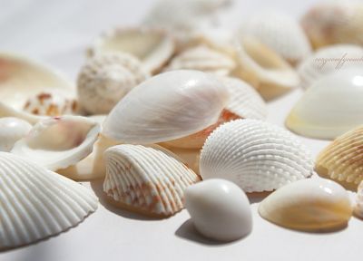 shells - random desktop wallpaper