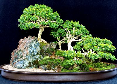 trees, bonsai - random desktop wallpaper