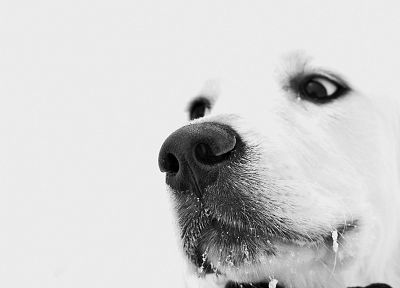 close-up, snow, dogs - desktop wallpaper