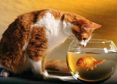 cats, funny, goldfish, fish bowls - desktop wallpaper