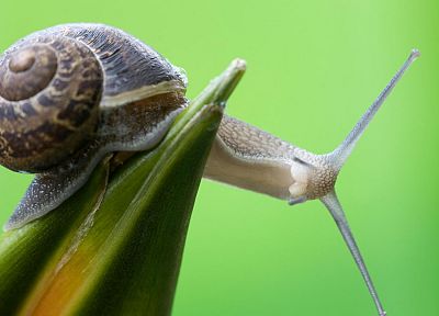 nature, curious, snails, macro, green background, molluscs - desktop wallpaper