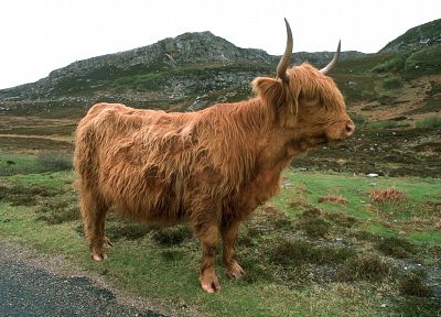 cows, Highland cattle - duplicate desktop wallpaper