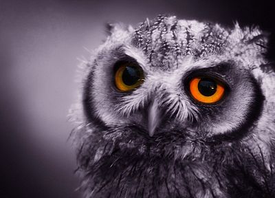 close-up, birds, owls, monochrome - desktop wallpaper