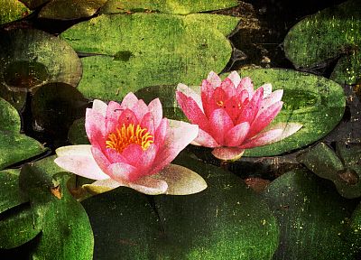 paintings, nature, flowers, artwork, lily pads, water lilies - related desktop wallpaper