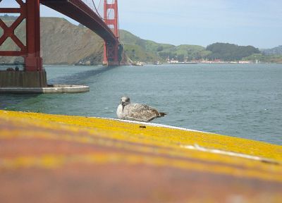 birds, Golden Gate Bridge, San Francisco, Sausalito - random desktop wallpaper