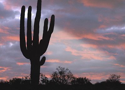 sunset, deserts, cactus - desktop wallpaper