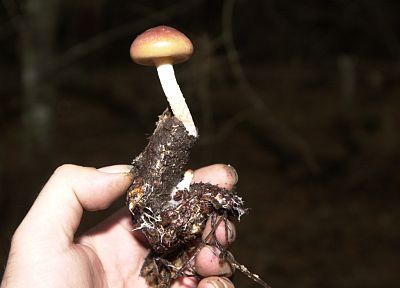 mushrooms - desktop wallpaper