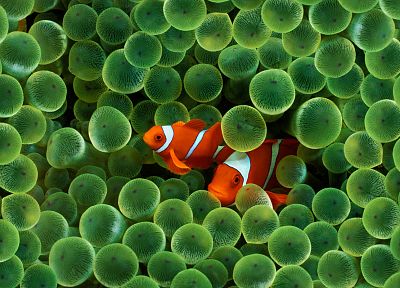 clownfish, sea anemones - desktop wallpaper