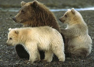 animals, Alaska, bears, National Park, baby animals - duplicate desktop wallpaper