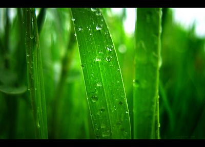 green, grass, water drops - random desktop wallpaper
