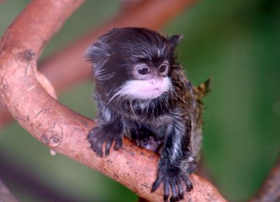 monkeys, tamarin, baby animals - random desktop wallpaper