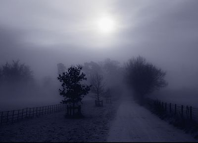 trees, fog, Country, roads, monochrome - desktop wallpaper