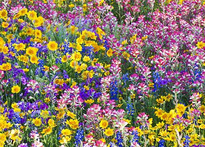 multicolor, flowers, spring, Texas, wildflowers, Bluebells - random desktop wallpaper