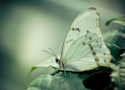 butterflies - related desktop wallpaper