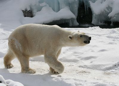snow, polar bears - desktop wallpaper