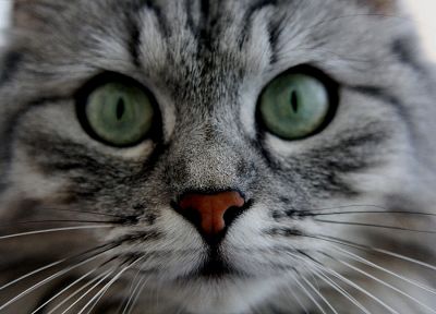 close-up, cats, animals - desktop wallpaper