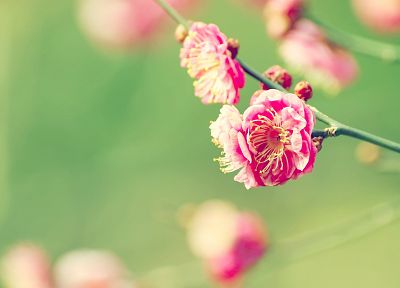 nature, flowers, pink, summer, DeviantART, blossoms, depth of field - desktop wallpaper
