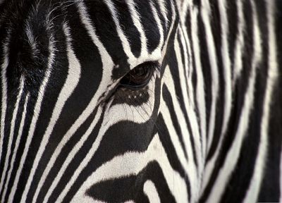 nature, animals, zebras, animal world - random desktop wallpaper