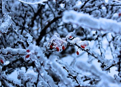 snow, trees, frost - random desktop wallpaper