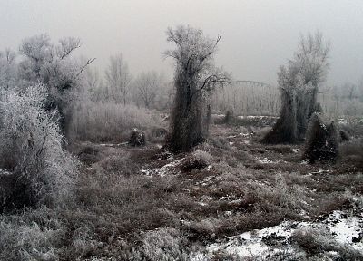 winter, snow, trees, fog - desktop wallpaper