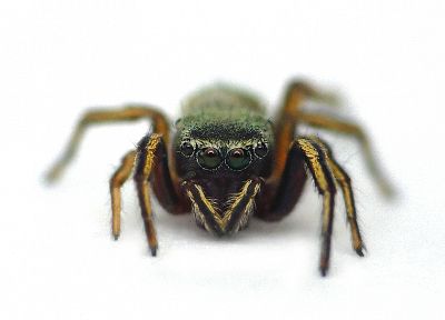 nature, animals, insects, spiders, arachnids - desktop wallpaper