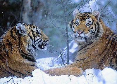 winter, China, animals, tigers - desktop wallpaper