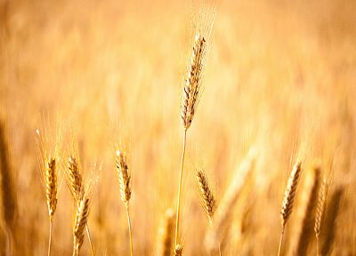 fields, wheat - desktop wallpaper