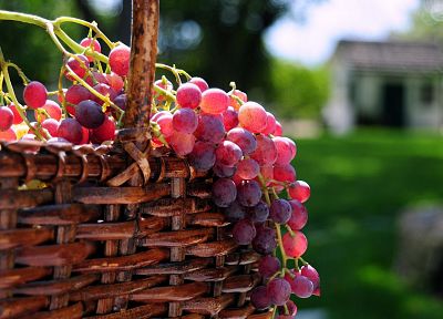 fruits, grapes, baskets - desktop wallpaper