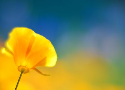 flowers, simplistic, yellow flowers - desktop wallpaper