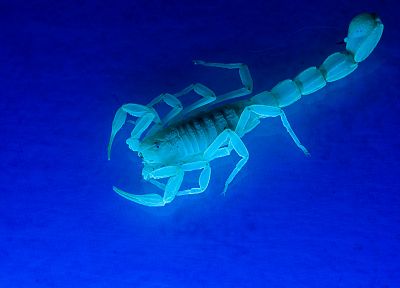 animals, Ultraviolet, scorpions, simple background - related desktop wallpaper